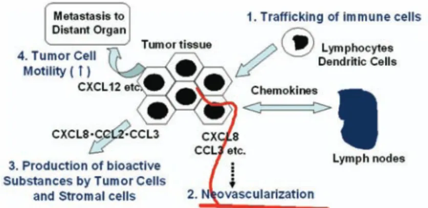 Fig. 1 ■ Roles of chemokines in tumor progression and metastasis processes