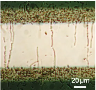 Fig. 1 Optical micrograph of TTF-TCNQ crystals grown under a static electric field and quasi-thermal equilibrium conditions