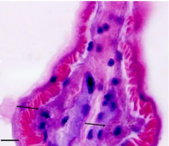 Fig. 6  A photograph showing the presence of  bacteriocytes (arrows) in the trophosome, which  include lysosomes (red-colored small granules)  around a nucleus (dark-bluish large granule)
