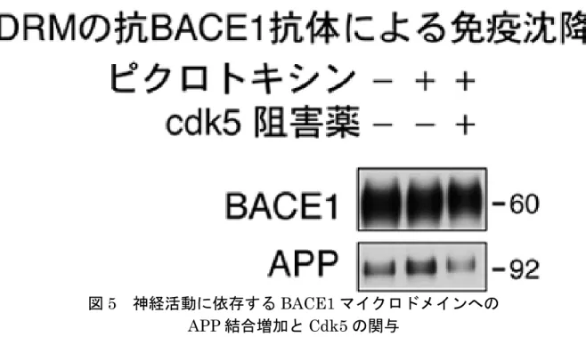 図 5  神経活動に依存する BACE1 マイクロドメインへの  APP 結合増加と Cdk5 の関与  培養神経細胞から調製した DRM から、抗体を用いて BACE1 が集合した DRM を得 て APP の結合量を解析した。ピクロトキシン処理し神経活動を亢進させた場合には、 BACE1 マイクロドメインに存在する APP が約 2 倍に増加した。このピクロトキシ ンによる APP の増加は、Cdk5 の阻害薬の処理により抑制され、Cdk5 が関与してい ることが示唆された。 図 6  Aβ 産生メカニ