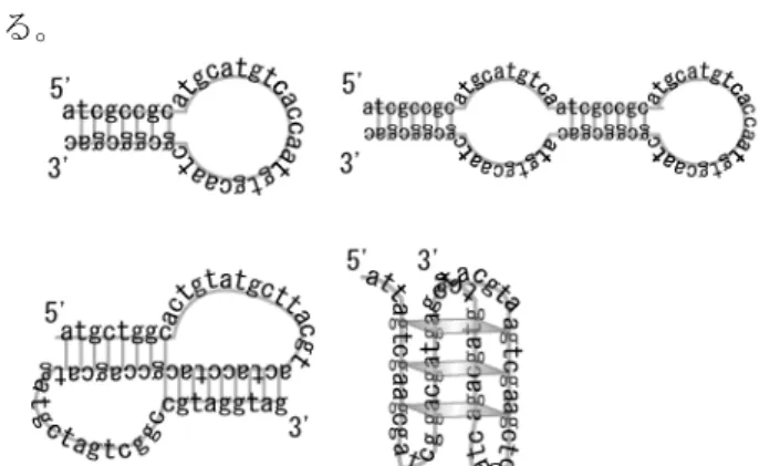 Fig. 1 Schematic drawing of various structures of    DNA aptamer．  2.2 Cell-SELEX 法  SELEX 法とは、ランダム配列を持つランダム ssDNA ライブラリーからターゲットと結合する DNA アプタマーだけを選抜してくる手法である。 これまで、細胞に対する DNA アプタマーを獲得 するときには、ターゲットとして細胞の膜タンパ ク質を用いて SELEX 法が行われてきた。近年、 Cell-SELEX 法と呼ばれる、ターゲット