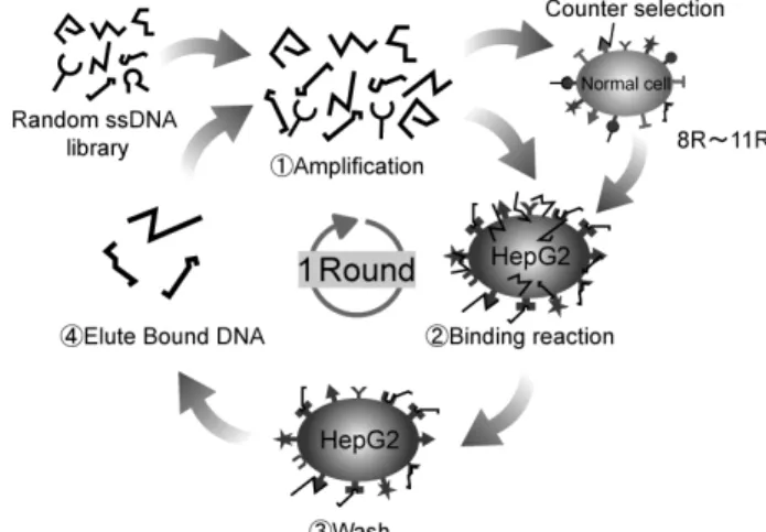 Fig. 3 Schematic drawing of Cell-SELEX process ．