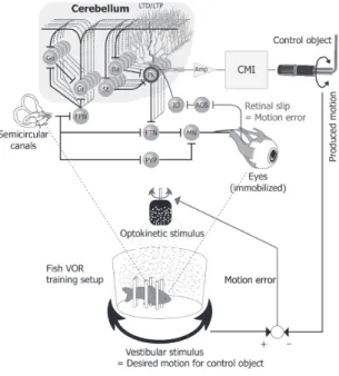Fig. 1 Scheme of the adaptive direct current motor control by employing the vestibeloocular  re-ﬂex motor learning via cerebellar-machine  in-terface (CMI)