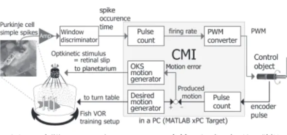 図 2 小脳・マシンインタフェース内外における処理の詳細 Fig. 2 Detailed description of I/O to the CMI.