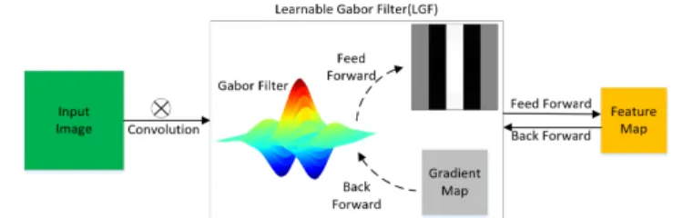 Fig. 1 Feed-forward and back-forward process of a learnable Gabor fil- fil-ter.