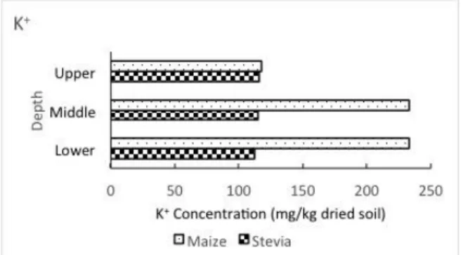 Figure 8. Potassium concentration in soil layers of stevia and maize fields 