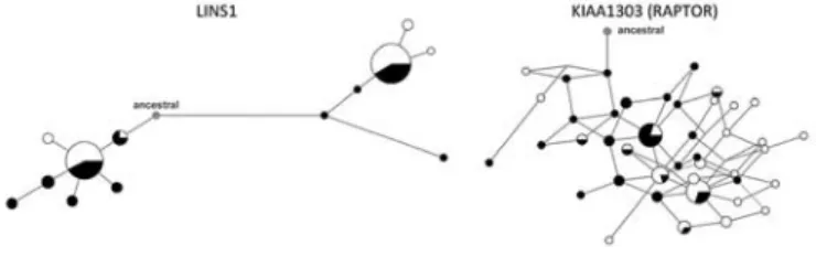 Figure  -  Haplotype networks for human genes under balancing selection. Circles are