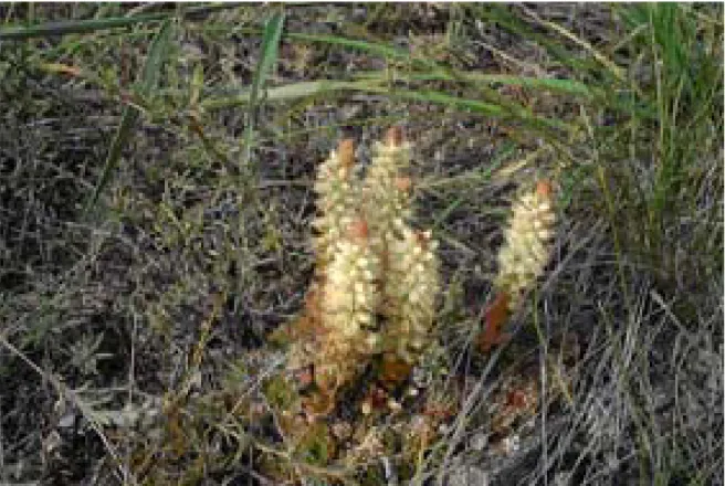 Figure 10. Photo of typical succulent plant, a vestige of arid climate