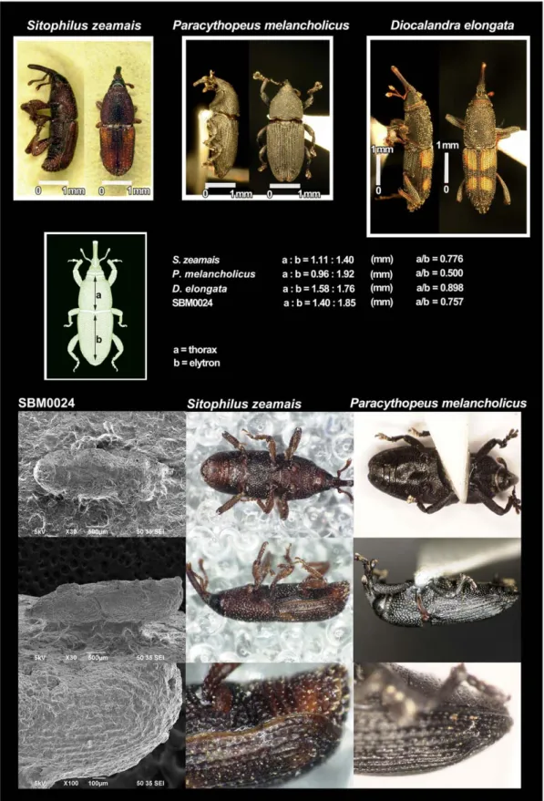Figure 3. Diagnostic characteristics used to identify the weevil species. Three species of weevils (Sitophilus zeamais, Diocalandra elongata, and Paracythopeus melancholicus) are distinguishable by the ratio of thorax to elytron length