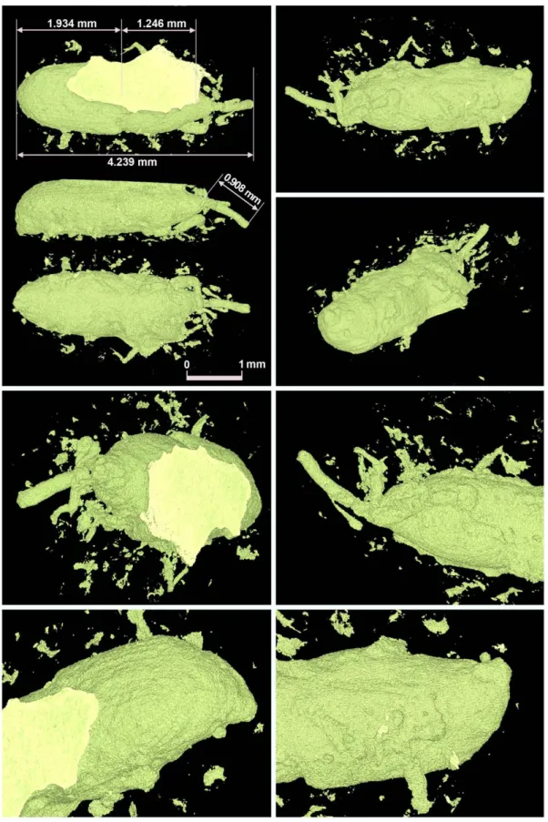 Figure 4. CT scan images of the impression of maize weevil SBM0024 from the Sanbonmatsu Site