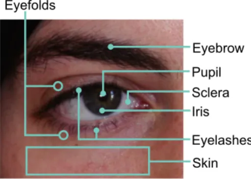 Fig. 1 Discriminative features included in the periocular region, where the image sample is from the UBIPr database.