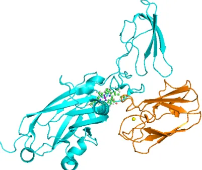 Figure A.1: The tertiary structure of Pc-Cytf complex. Plastocianin (orange color) and cytochrome f (cyan color) are represented by cartoon models