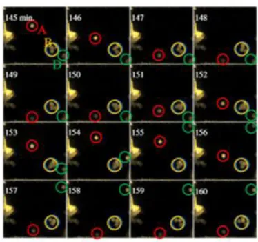 Figure 4. Gels Particles Movement inside the Rectangular Cavity 
