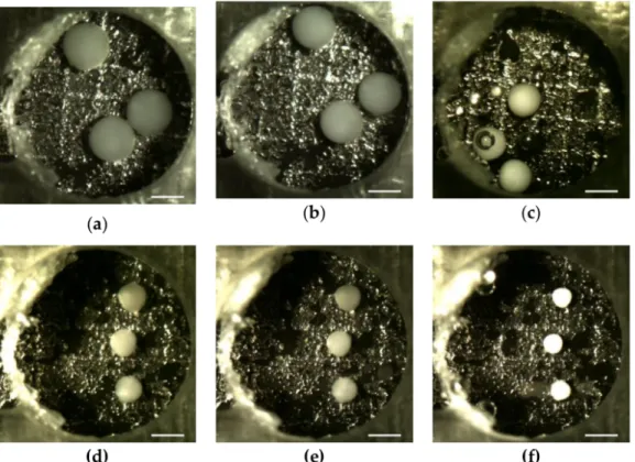 Figure 10. Gel Particles Submerged in Water at Elevated Temperatures: (a) 50 C; (b) 25 C; (c) 40 C in  Case A and (d) 10 C; (e) 25 C; (f) 40 C in Case C (The Scale Bar Corresponds to 1mm)