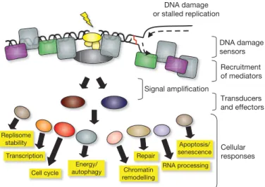 Figure 1 | Model for the DDR. The presence of a lesion in the DNA, which can lead to replication stalling, is recognized by various sensor proteins