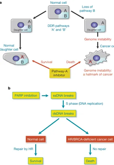 Figure 2 | Exploitation of DDR pathways to enhance therapeutic responses. a , Model: normal cells have two DDR pathways: A and B