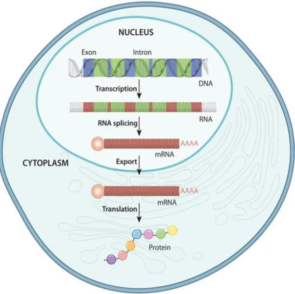 Figure 1.2. The process of gene expression. (Source [11]). 