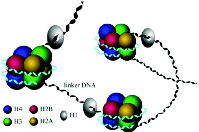 Figure 1.5. The structure of nucleosome. (Source [13]) 