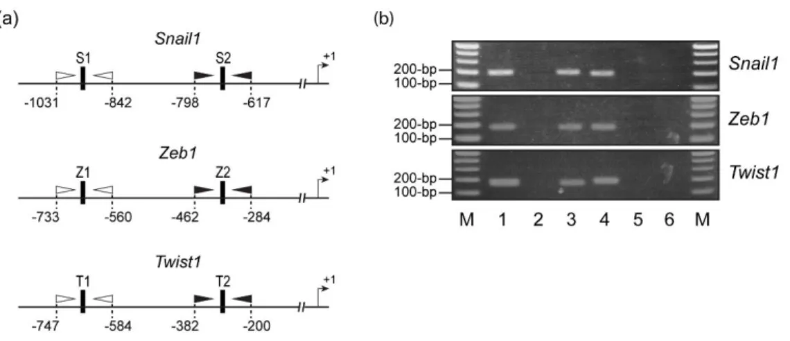 Figure 3.12. Primers used in ChIP assays, and agarose gels of PCR products. (a) Schematic  representation of the regions surrounding putative GLI-binding sites in the promoter regions  of Snail1, Zeb1, and Twist1