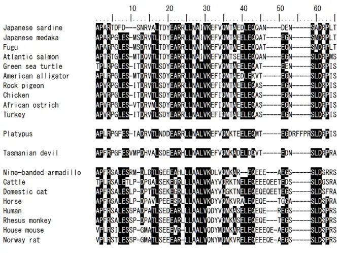 Fig. 2.    Multiple alignments of the amino-acid sequences of N-proCTs 