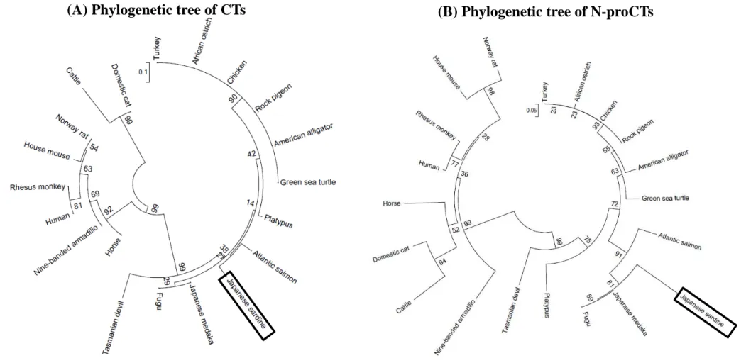 Fig. 3.    Phylogenetic tree of CTs and N-proCTs 