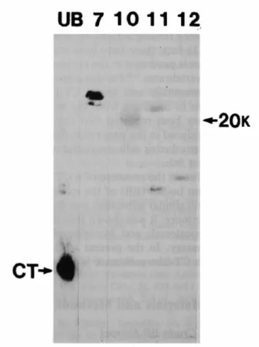 Fig. 8.    Molecular weights of immunoreactive calcitonin (CT) in medaka Brockmann  body extract