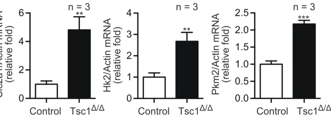Figure 7. Gene expression analysis of Glycolysis associated genes.    qRT- qRT-PCR analysis of Glut1, Hk2, and Pkm2 mRNA levels in the control and  Tsc1-deficient  cells