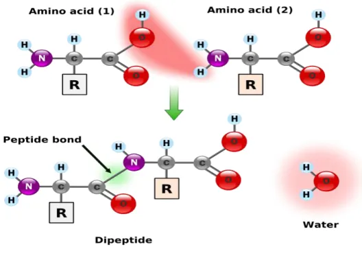 Figure 1.2 The condensation of two amino acids to form a dipeptide .  (Figure adapted from  ttp://en.wikibooks.org/wiki/An_Introduction_to_Molecular_Biology/Function_and_structure_of_Protei ns) 