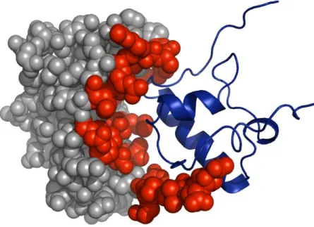Figure  1.7  Illustration  of  protein-protein  interaction  interface  residues  of  sequence  1FJG-F and ribosomal subunit S18