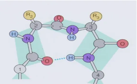 Figure 1.8 An example of beta-turn that contains four consecutive residues.   