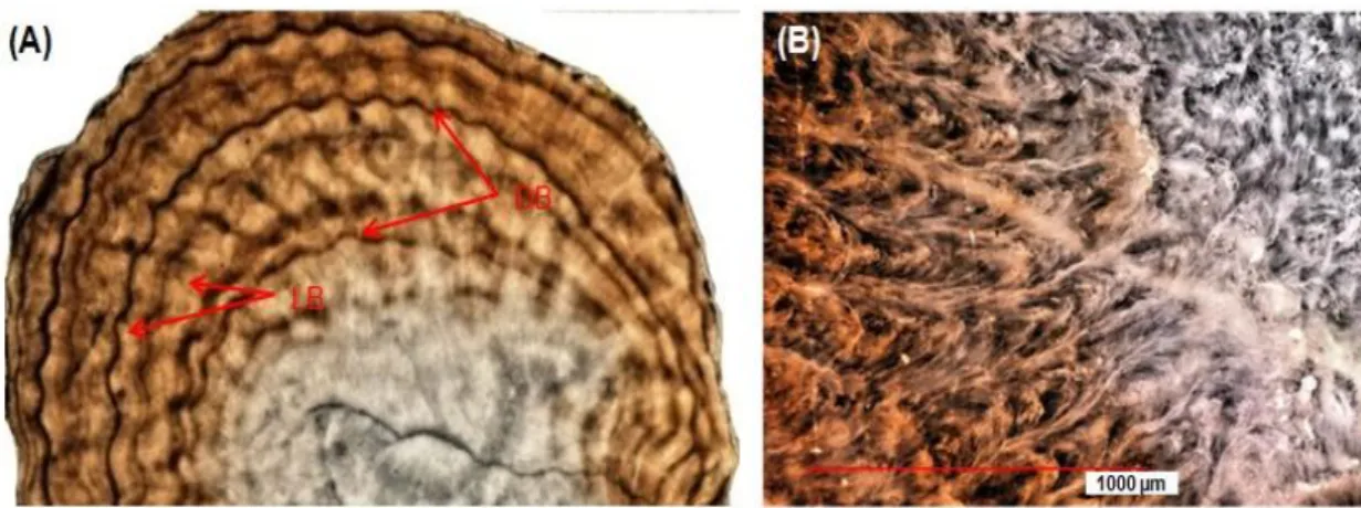 Fig. 3.3. (A) Two types of growth bands, light and dark, as seen under the VHX-1000  digital  microscope
