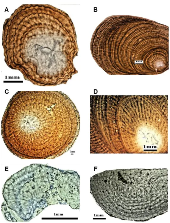 Fig. 3.4. Growth rings in thin cross-sections of the axial skeleton of different Japanese  precious  coral  species  under  the  VHX-1000  digital  microscope