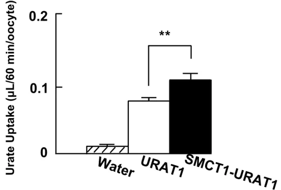 Fig. 2-2 Stimulation effect of monocarboxylate on urate uptake. 