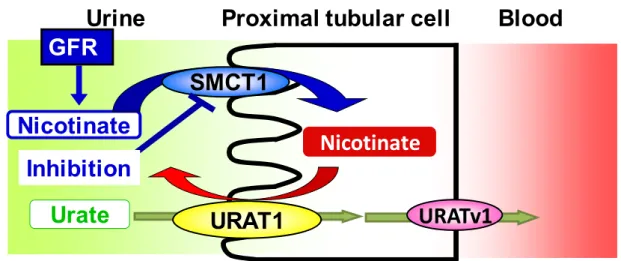 Fig. 2-8 Indirect regulation of serum urate level by affecting SMCT1.   