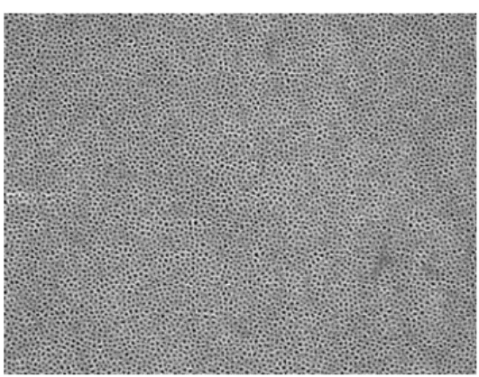 Fig. 1 SEM image of anodized membrane 