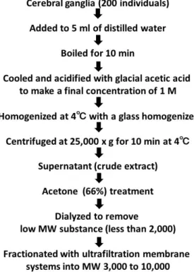 Fig. 8. The procedure for preparing and fractionating crude extracts from cerebral ganglia in the  polychaete Perinereis aibuhitensis 