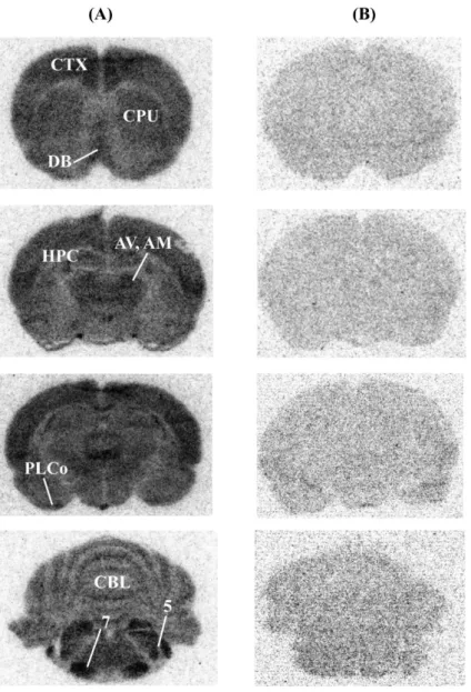Figure 11: Ex vivo autoradiographic distribution of [ 77 Br]OBDV in the rat brain at 30 min  post-injection  (A)  with  the  control  ([ 77 Br]OBDV  only);  (B)  co-injection  of  0.250  μmol  (+/-)-vesamicol  with  [ 77 Br]OBDV  in  the  rat  brain  as  a