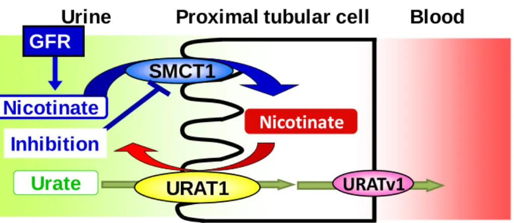 Fig. 2 Indirect regulation of SUA by affecting SMCT1.   
