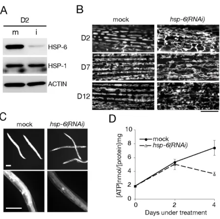Fig. 2. HSP-6 ノックダウンによるミトコンドリアへの影響 
