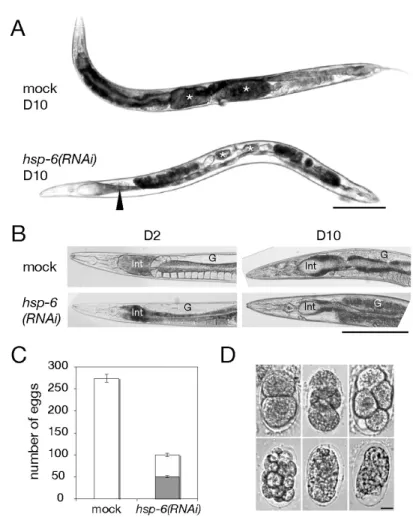 Fig. 4 hsp-6 RNAi による生殖腺阻害 