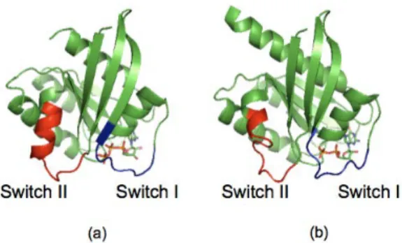 Figure 2.1: The structure of the switch regions in the H-ras GTP complex (a) and in the H-ras GDP complex (b)