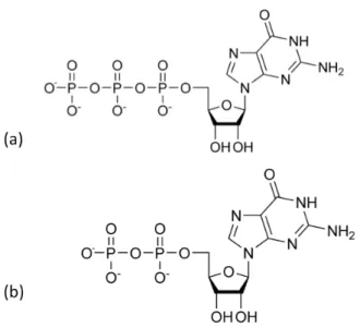 Figure 2.4: The chemical structure of GTP (a) and GDP (b)