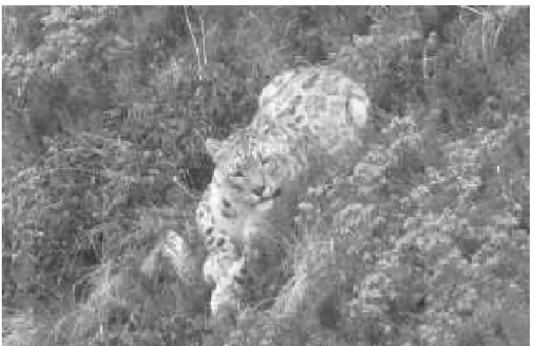 Fig3 Snow leopards in SNP 