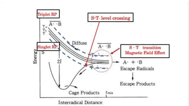 Fig. II-5  Energies of singlet and triplet states of RPs and their pathways in  solution