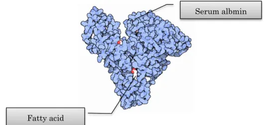 Fig. II-8 に示すように脂肪酸をその分子内に抱合する。 Flutamide と BSA の 