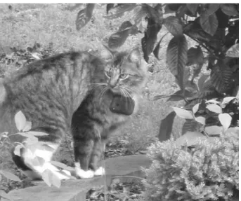 Fig. 2. Owned, free-roaming cat wearing a KittyCam video camera on a break-away collar in Athens-Clarke County, Georgia, 2011.
