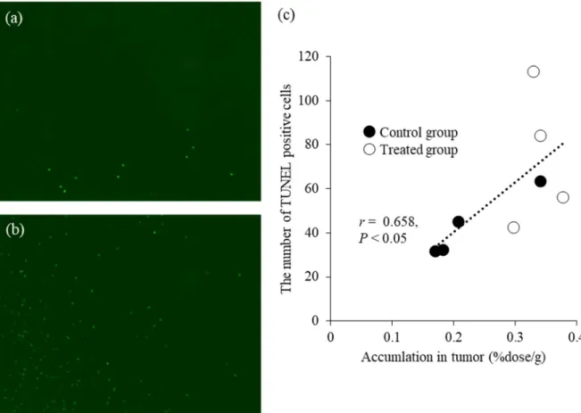 Figure 1-7: Representative TUNEL-stained images of tumor splices (×200) in (a) a control mouse  and (b) a 150 mg/kg of 5-FU-treated mouse