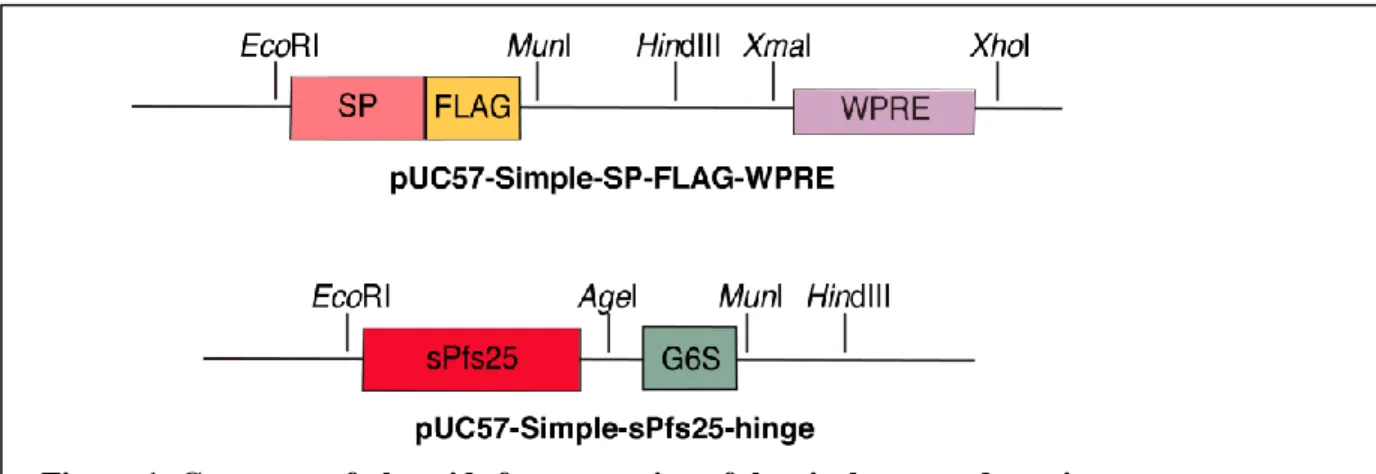 Figure 1: Construct of plasmids for generation of the viral-vectored vaccines. 