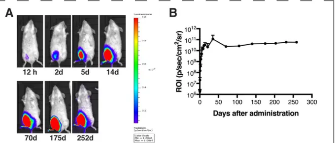 Figure 2: Long-term transgene expression after muscle transduction with AAV1-Luc. (A)  Luciferase expression at different timepoints, detected by using the IVIS Lumina LT Series III  in  vivo  imaging  system