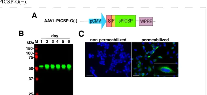 Figure 3: Functional activity of AAV1-PfCSP-G(−). (A) Construction of AAV1-PfCSP-G(−)